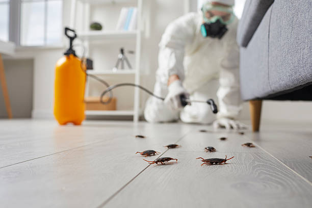 Commercial Rodent Management in Ingram